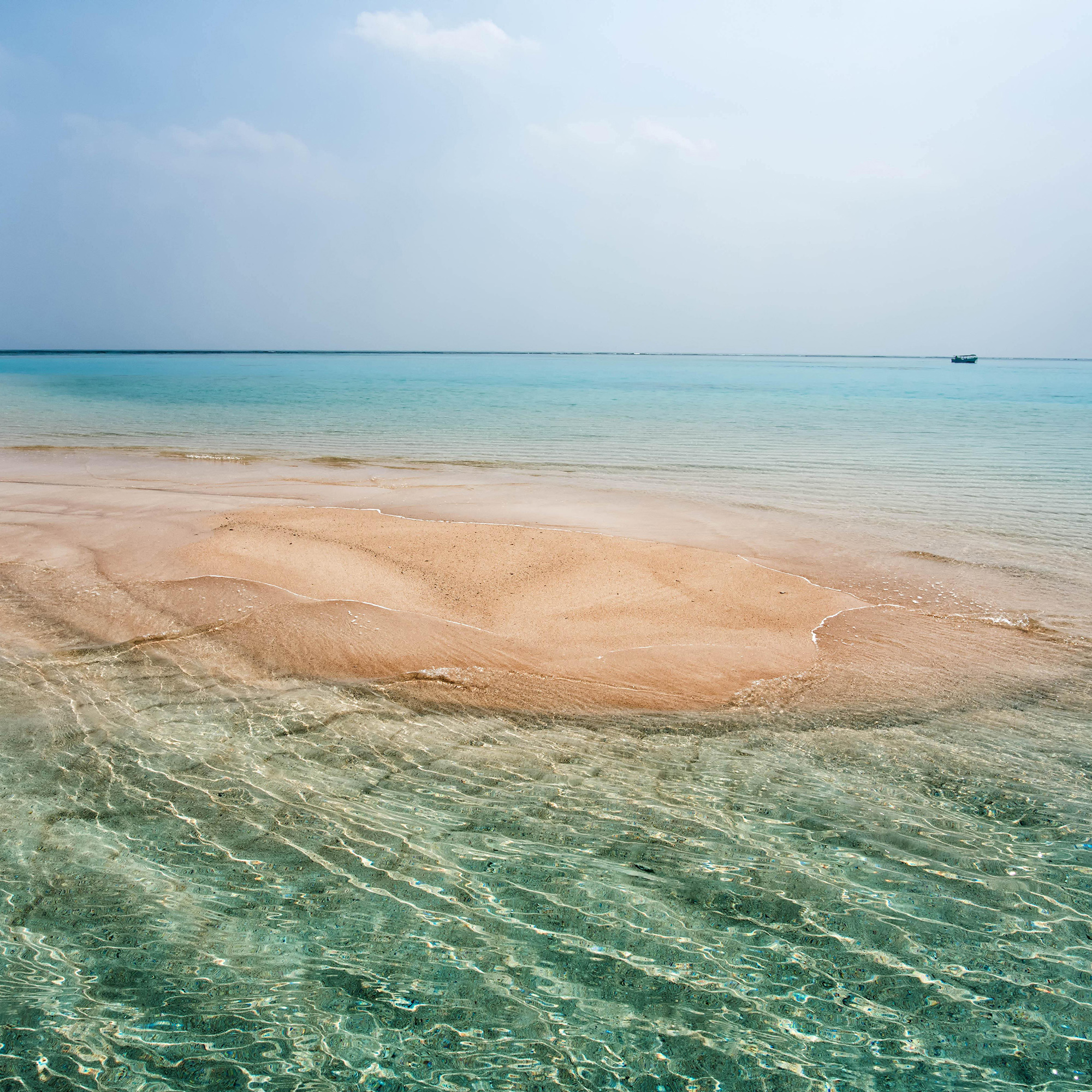 天売島