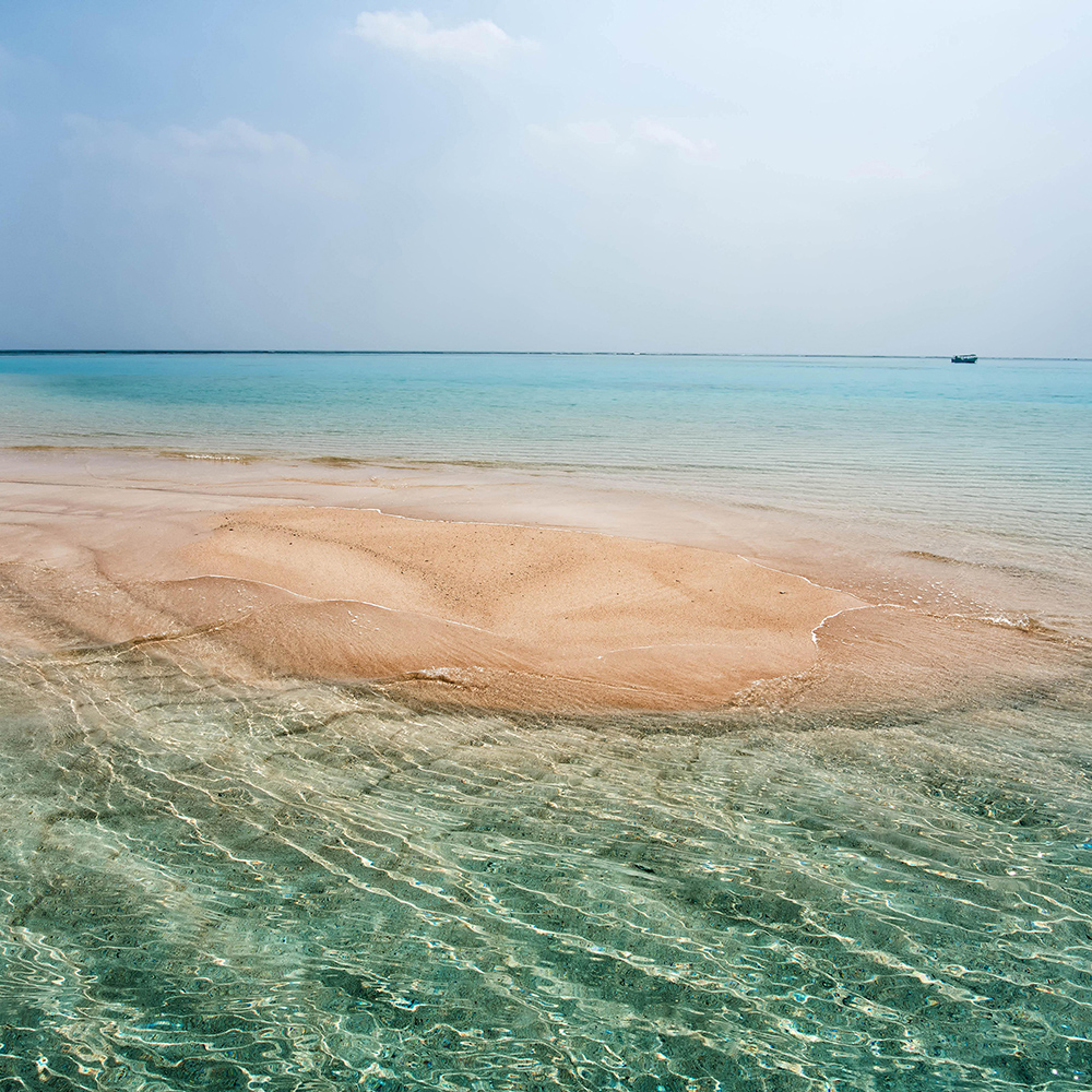 天売島